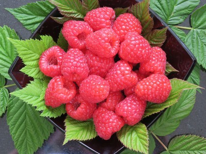 Malling Bella® raspberries