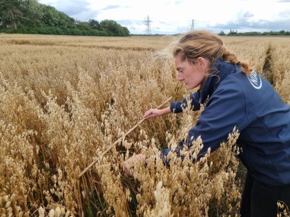 NIAB staff member Marielle assessing oats in a NIAB trial