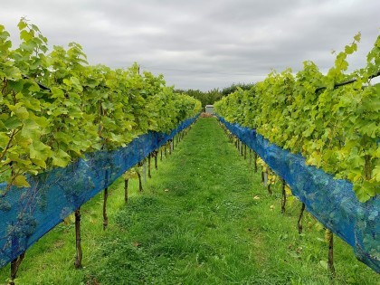 The trials vineyard at NIAB East Malling