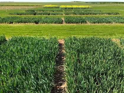 The NIAB winter wheat variety plots at the 2020 Cereals Event site