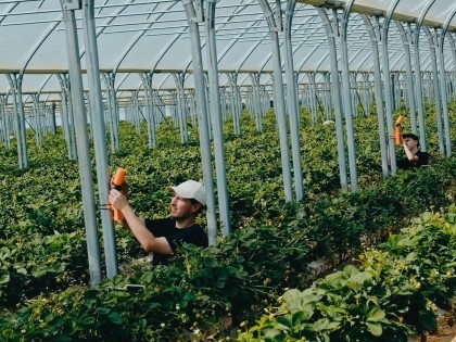 FLYTHRIVE uses AI to drive natural defences and deliver value to berry growers Flythrive with Niab and Olombria