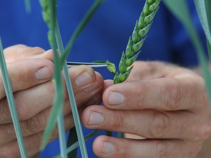 Plant breeding