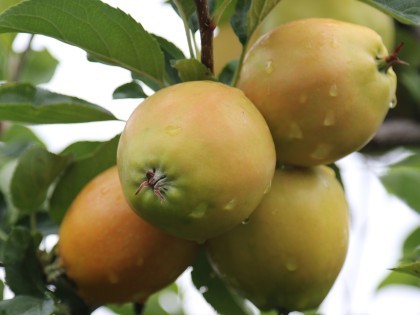 Sunburst apples - bred at NIAB East Malling