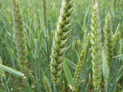 Wheat growing in a field