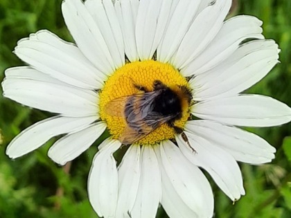 Insects feeding on wildflower oxeye daisy