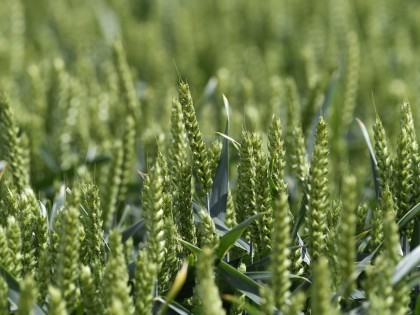 Wheat growing in a field