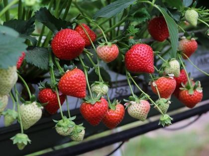 Malling Ace growing in a green house