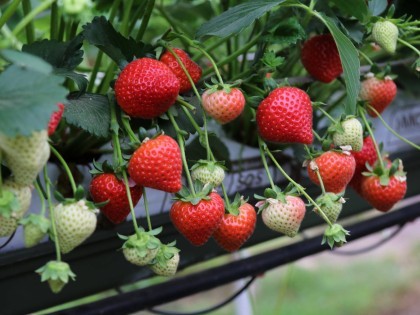 Malling Ace Strawberries 