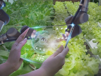 AI surveying a lettuce crop