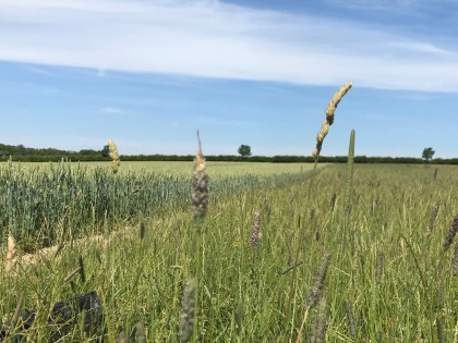 Herbal ley next to a wheat crop