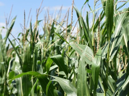 Maize trials growing at NIAB HQ, Cambridgeshire