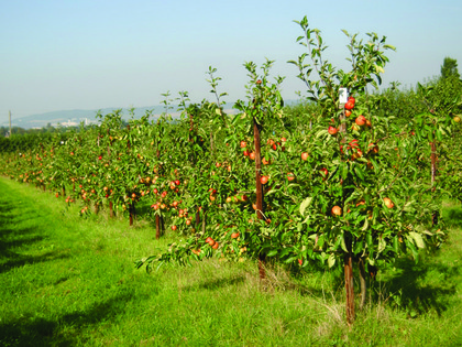 Orchard at NIAB EMR