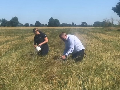 People taking an Italian rye-grass sample