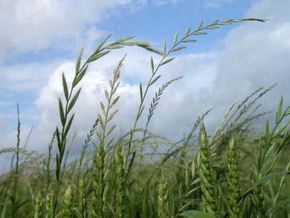Italian rye-grass in a wheat field