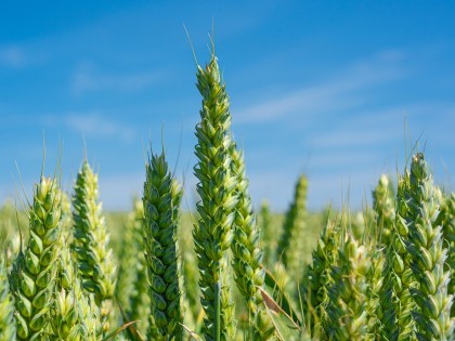 Wheat growing in a field