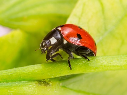 Ladybird on a leaf