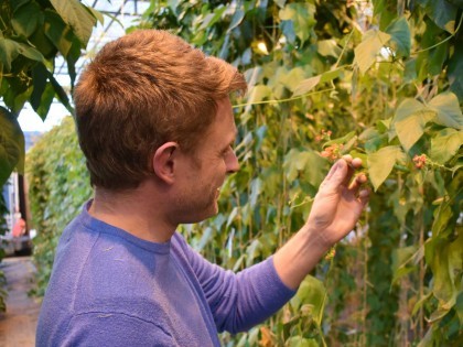 Dr Tom Wood in a glasshouse looking at beans