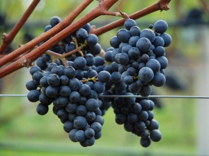 Grapes growing in the concept vineyard at NIAB EMR