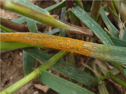 Yellow rust on a wheat leaf
