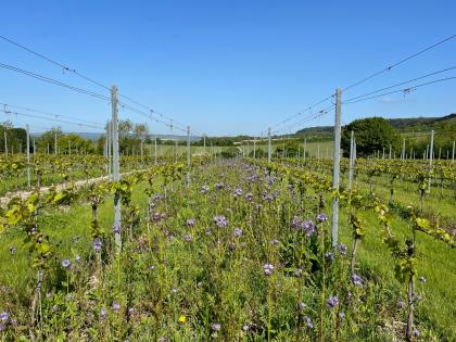 Phacelia growing at Chapel Down