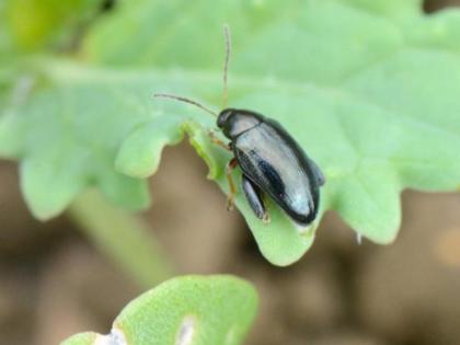 Cabbage stem flea beetle