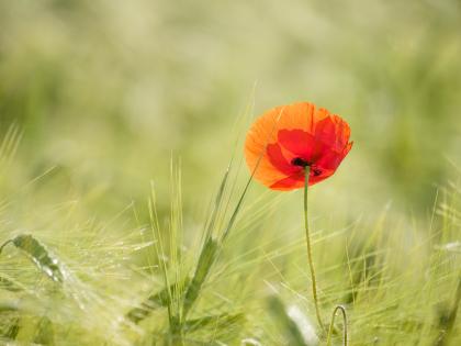A poppy growing in an arable field