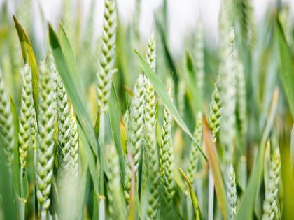 Wheat growing in a field