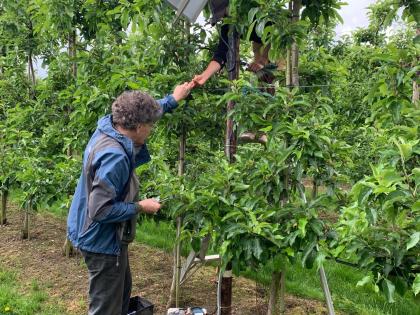 Next generation electrophysiological sensor being set up in an orchard