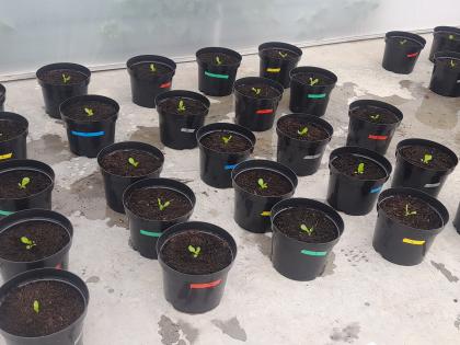 Assessing lettuce growth in recycled coir