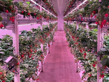 Strawberry plants growing in a controlled environment