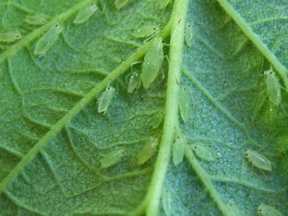 Large raspberry aphid