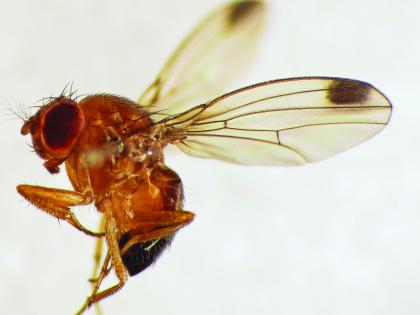 Male Spotted Wing Drosophila