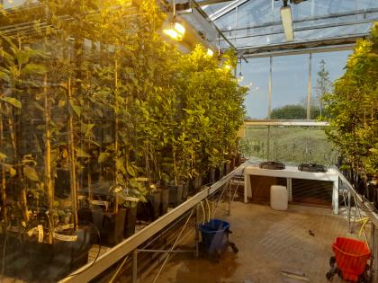 Apple progeny from breeding programme being grown on under glass