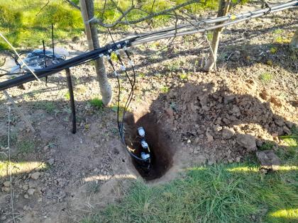 Soil moisture sensors being installed in the plum orchard