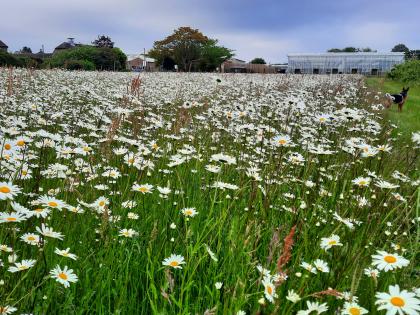 Wildflower demonstration area sown at Niab's East Malling site