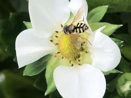Hoverfly feeding on flower