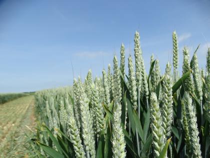 Wheat growing in a field with a blue sky in the background