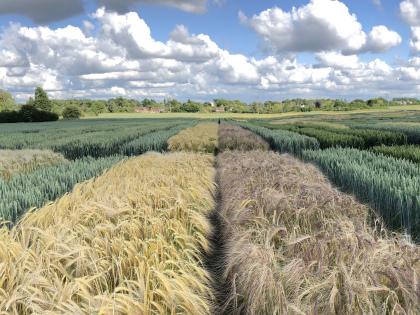 Wheat varieties growing in a field