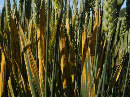 Yellow rust in wheat