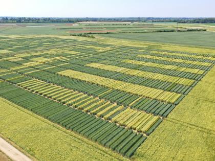 Aerial view of DUS plots at Niab