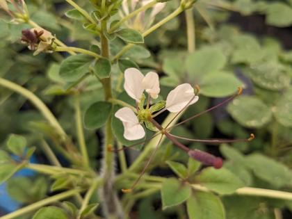 Cleome gynandra