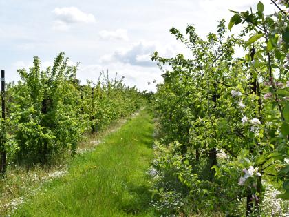 Apple orchard at East Malling