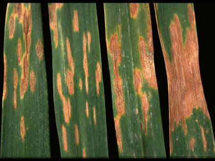 Septoria on crop leaves