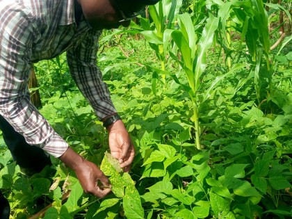 A reseacher looking at bean rust