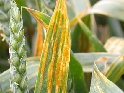Yellow rust on wheat