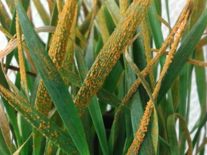 Yellow rust on wheat