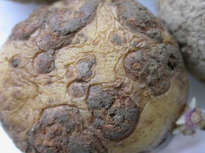 Powdery Scab disease on a potato