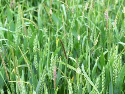 Black-grass in wheat