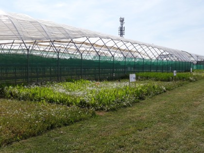 Wildflower strips next to strawberry growing area