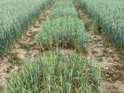 Wheat experiment growing in a field